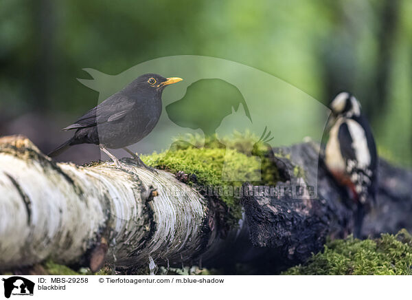 Amsel / blackbird / MBS-29258