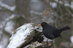 blackbird