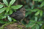 common blackbird