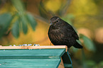 common blackbird