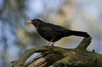 common blackbird