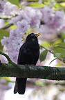 common blackbird