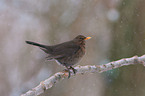 common blackbird