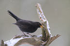 common blackbird