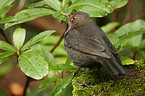 common blackbird