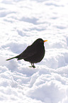 common blackbird