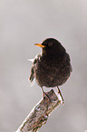 common blackbird