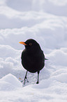 common blackbird