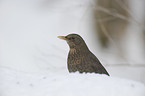 common blackbird