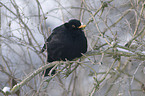 common blackbird