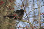 common blackbird