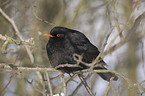 common blackbird