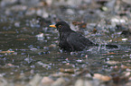 common blackbird