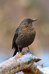 common blackbird