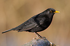 common blackbird