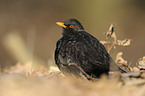 common blackbird