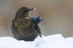 common blackbird