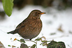 common blackbird