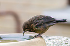 common blackbird