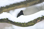 common blackbird