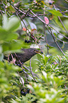 common blackbird