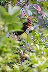 common blackbird