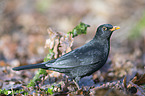 common blackbird