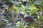 common blackbird