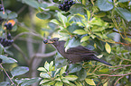 common blackbird