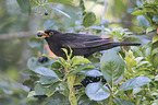 common blackbird