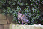 common blackbirds