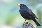 common blackbird