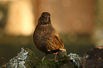 common blackbird