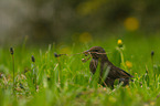 common blackbird