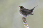 common blackbird