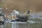 common blackbird