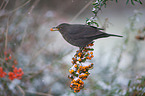 common blackbird