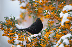 common blackbird