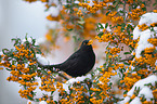 common blackbird