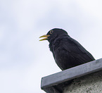 common blackbird