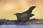 common blackbird