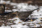 common blackbird