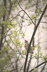 sitting Eurasian Blackbird