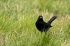 Blackbird in the grass
