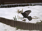 flying Eurasian Blackbird