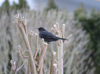 sitting Eurasian Blackbird