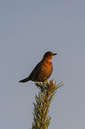 common blackbird