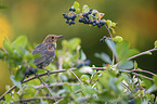 common blackbird