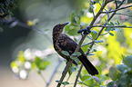 common blackbird