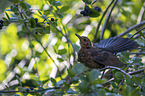 common blackbird